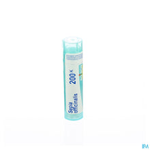 Charger l'image dans la galerie, mediPimId:42816:1728459076
